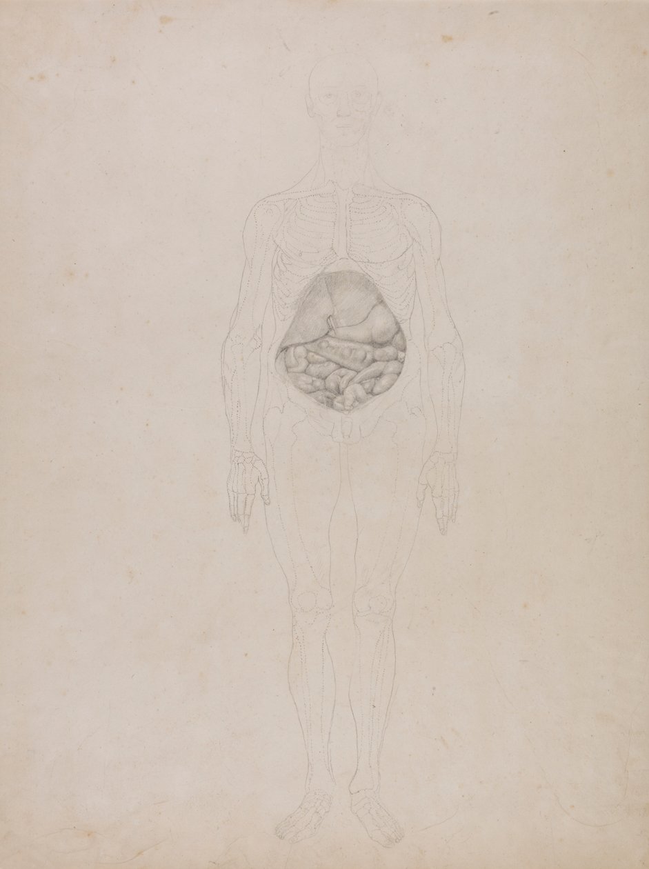 Lidská postava, pohled zepředu (nákres) od George Stubbs