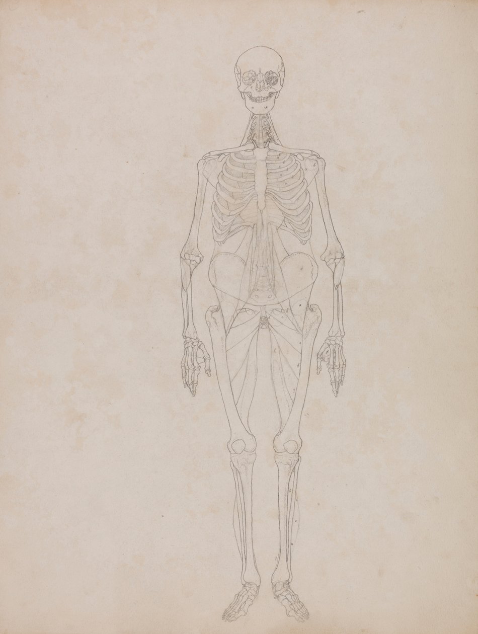 Lidská postava, pohled zepředu (obrysový obrázek) od George Stubbs
