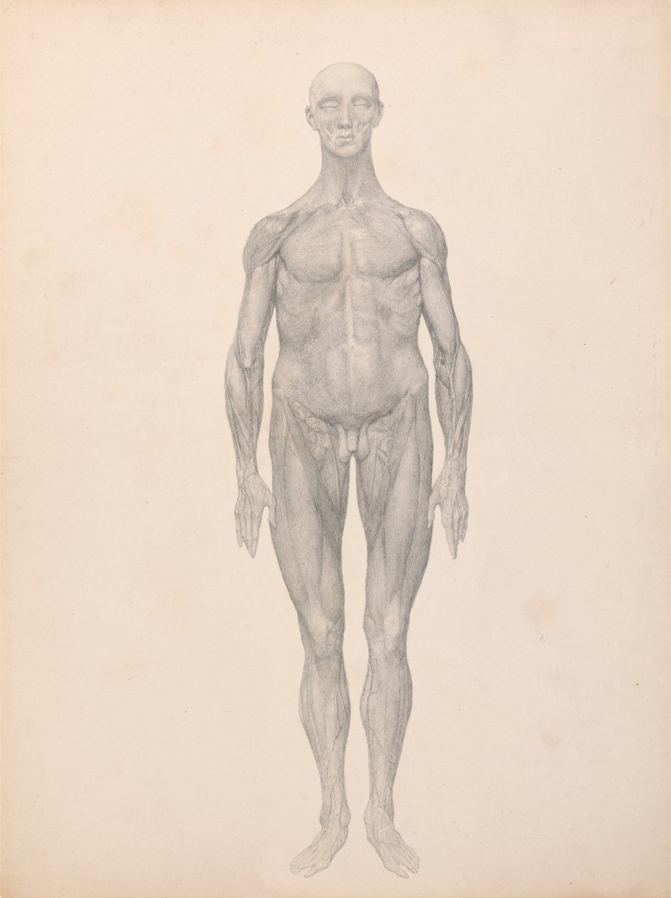 Lidská postava, pohled zepředu, kůže a spodní fasciální vrstvy byly odstraněny (Dokončená studie pro tabulku XI) od George Stubbs