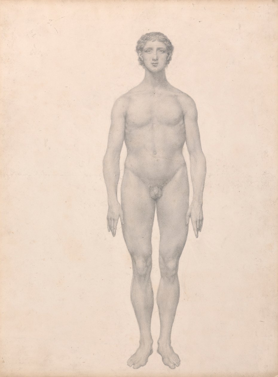 Lidská postava, pohled zepředu, nerozřezaný (Dokončená studie pro tabulku VI) od George Stubbs