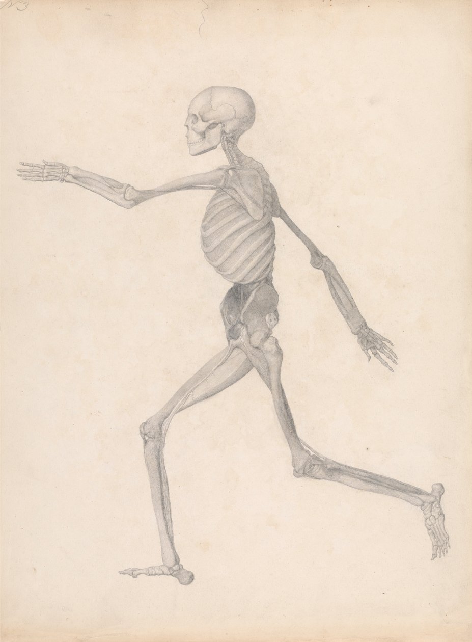Lidská postava, boční pohled (Dokončená studie pro nepublikovaný stůl, představující poslední fázi pitvy) od George Stubbs