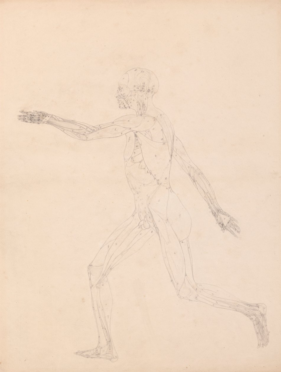 Lidská postava, boční pohled (pro klíčovou postavu k tabulce XIII) od George Stubbs