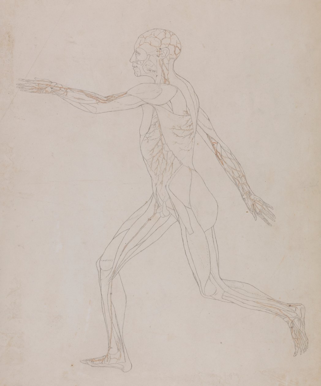Lidská postava, boční pohled (související s tabulkou XIII, podrobná studie krevních cév zásobujících svaly) od George Stubbs