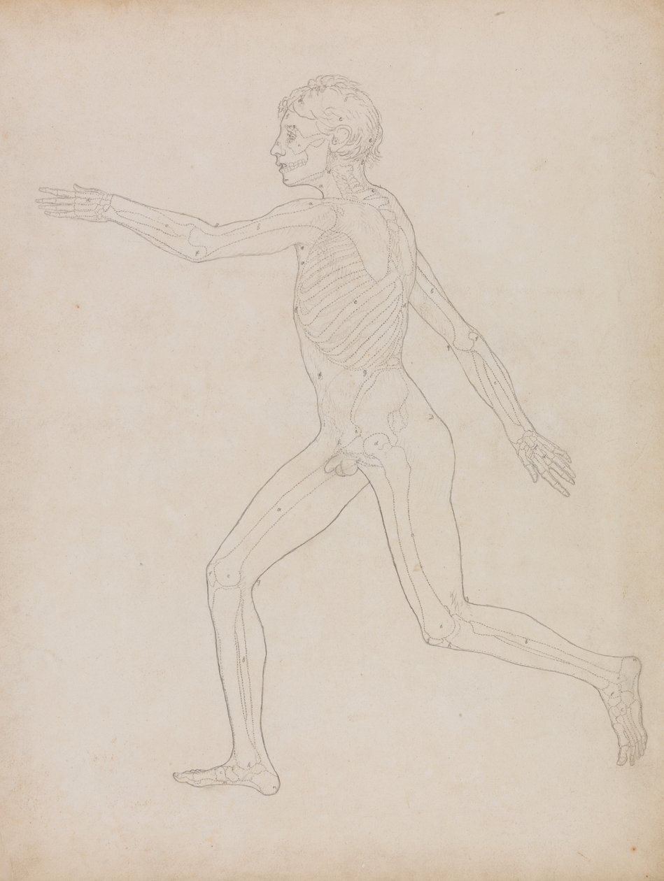 Lidská Postava, Boční Pohled od George Stubbs
