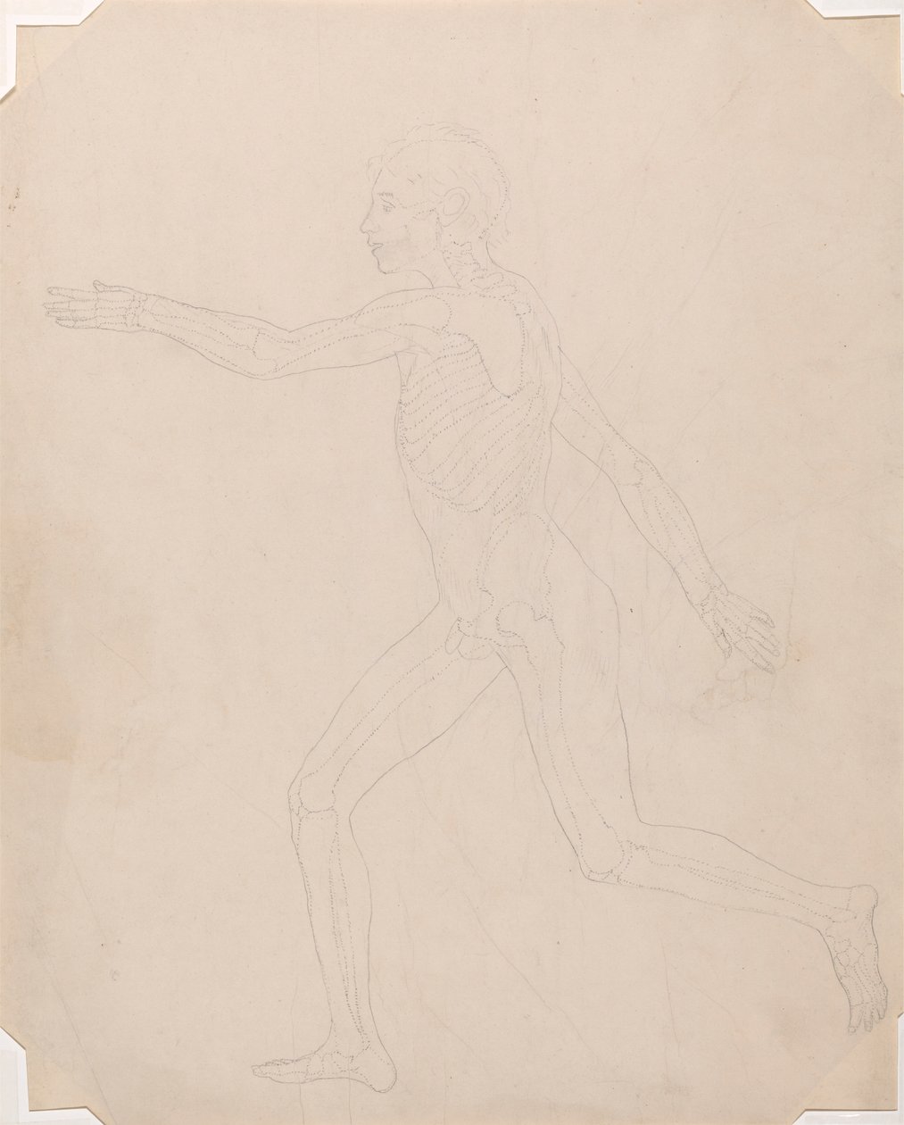 Lidská Postava, Boční Pohled od George Stubbs