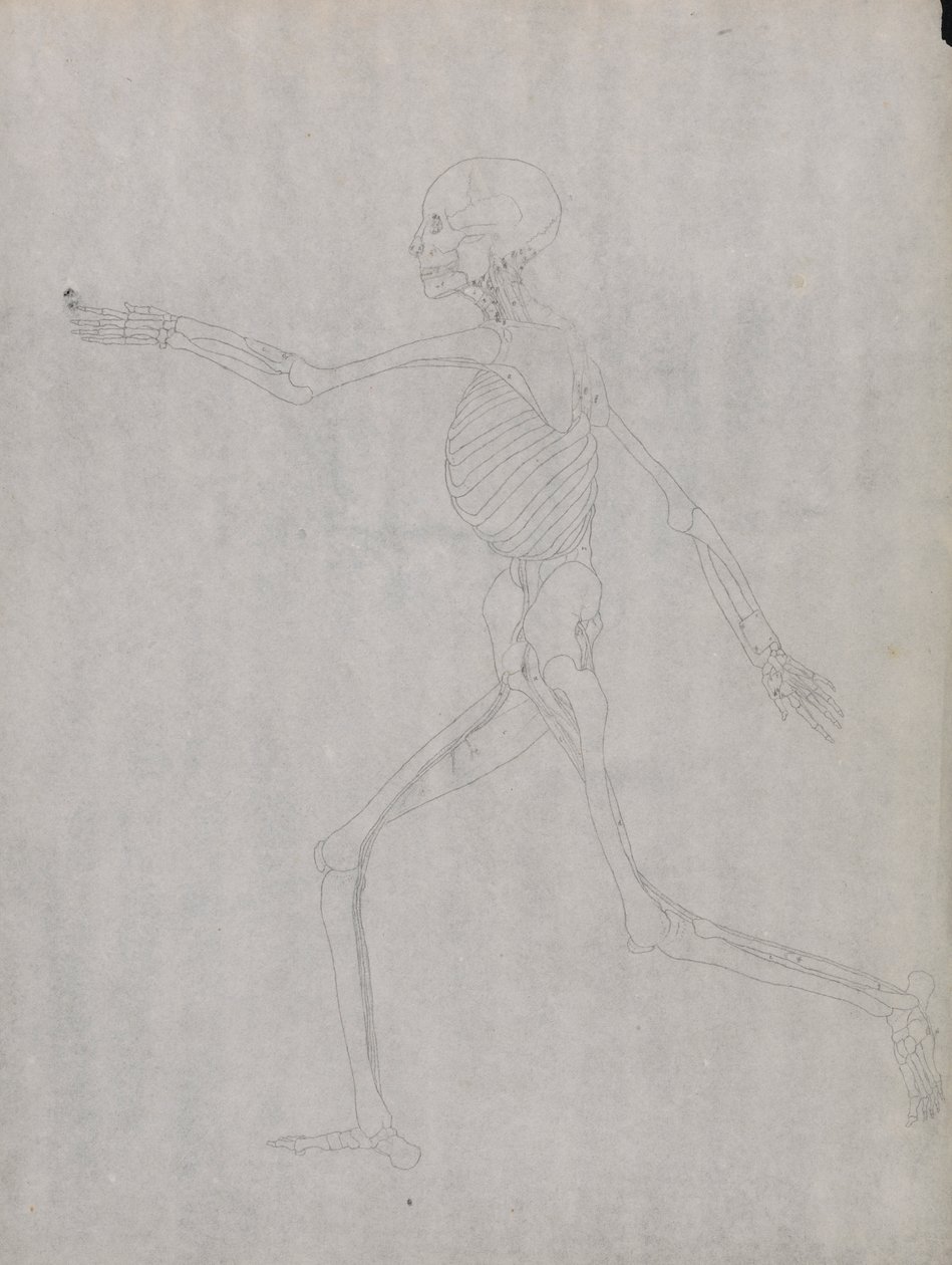 Lidská Postava, Boční Pohled od George Stubbs