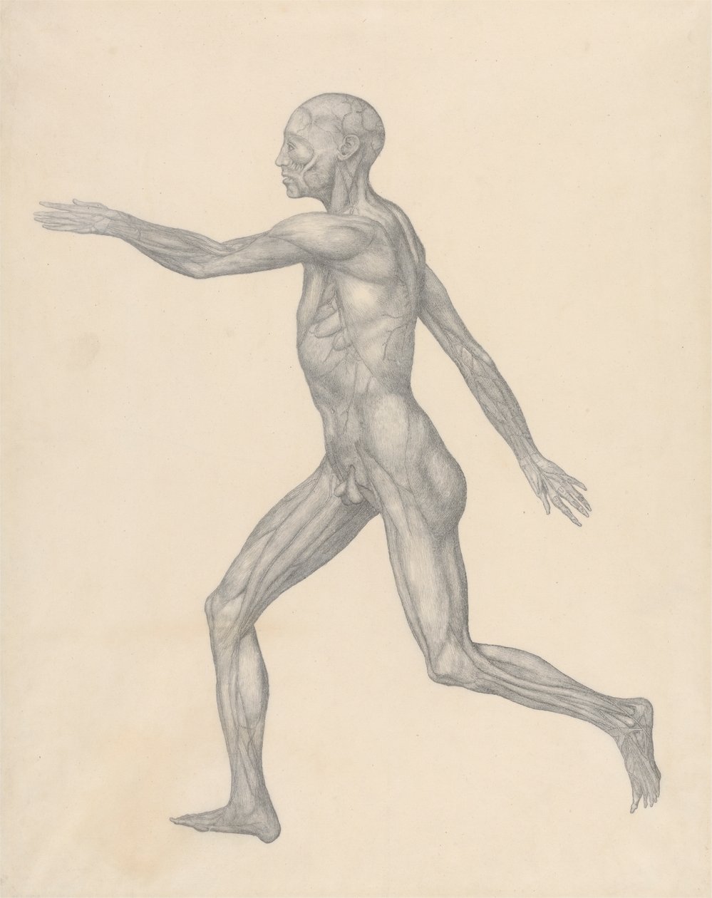 Lidská postava, boční pohled, po odstranění kůže a spodních fasciálních vrstev (Dokončená studie pro tabulku XIII) od George Stubbs