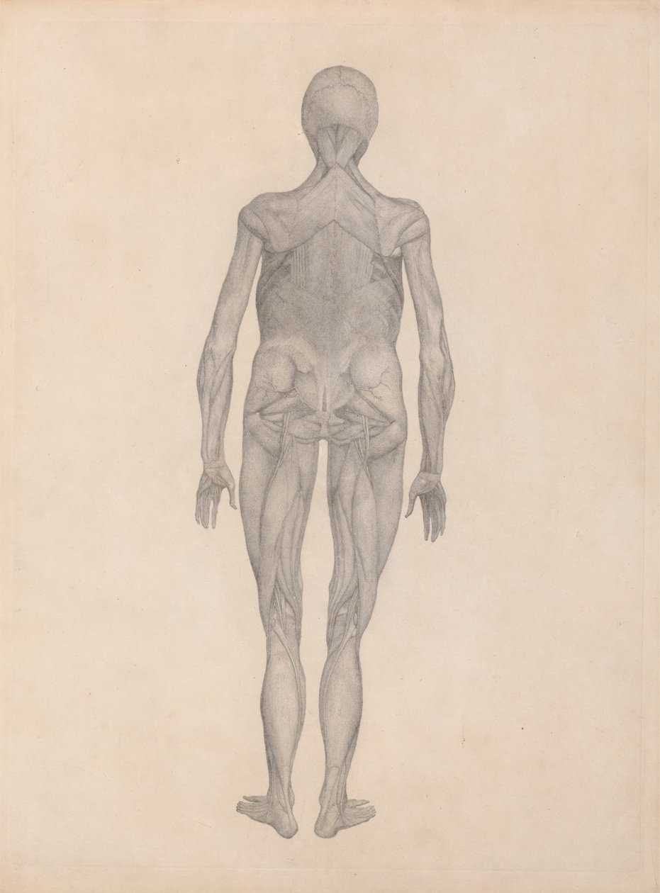 Lidská postava, pohled zezadu (Dokončená studie pro nepublikovanou desku) od George Stubbs