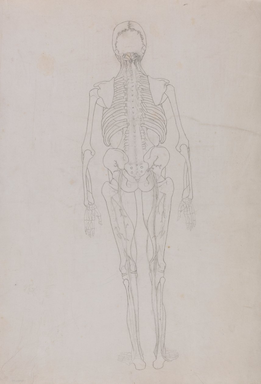Lidská postava, pohled zezadu (nákres klíčové postavy znázorňující konečnou fázi pitvy) od George Stubbs