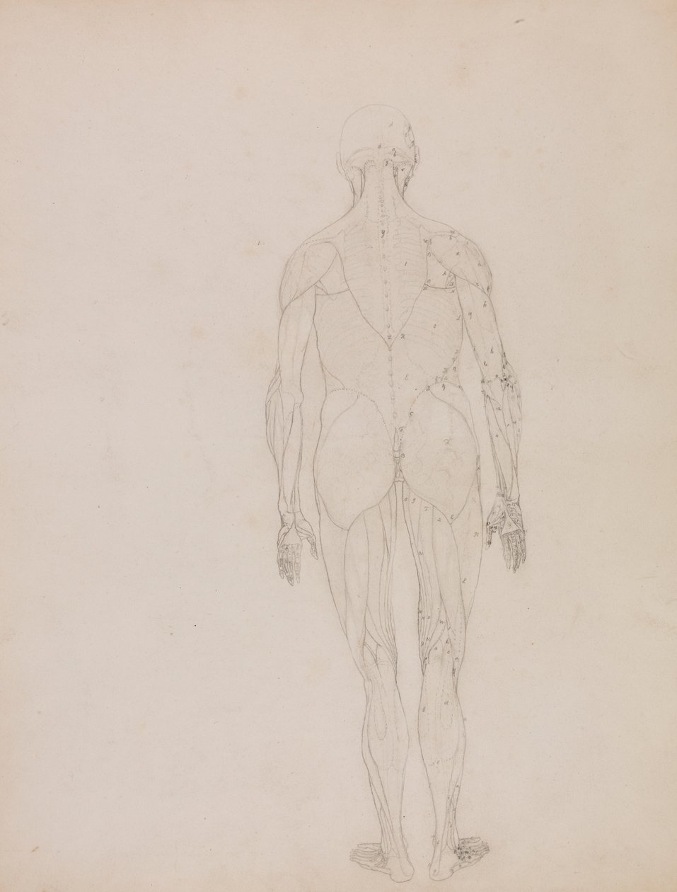 Lidská postava, zadní pohled (obrys pro klíčovou postavu k tabulce XII) od George Stubbs