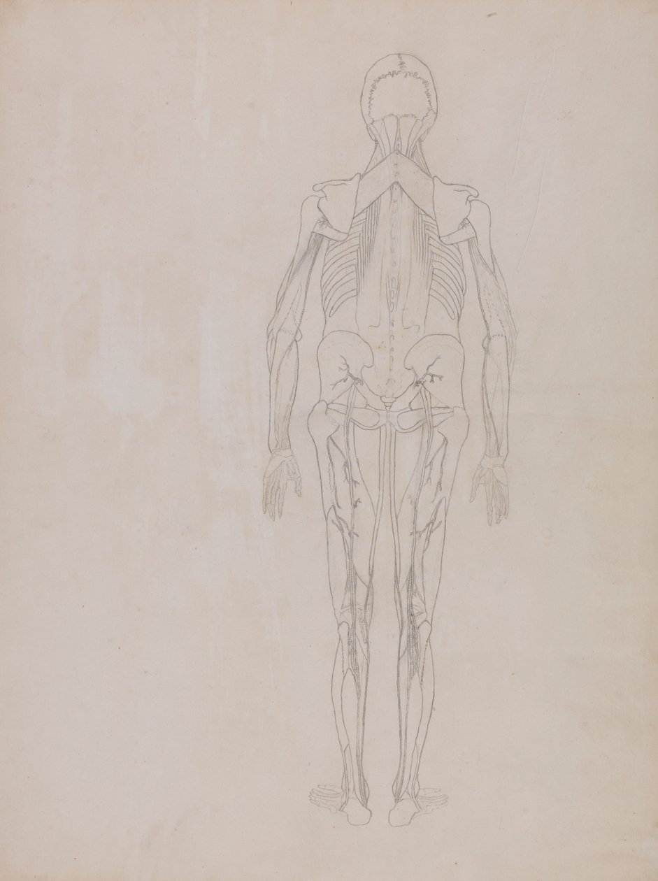 Lidská postava, pohled zezadu (nákres klíčové postavy nepublikované desky) od George Stubbs