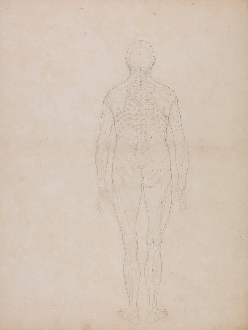Lidská postava, zadní pohled od George Stubbs