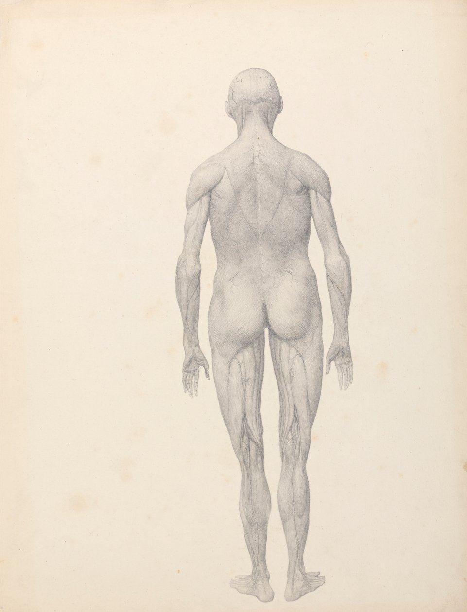Lidská postava, pohled zezadu, částečně rozřezaný (Dokončená studie pro tabulku XII) od George Stubbs