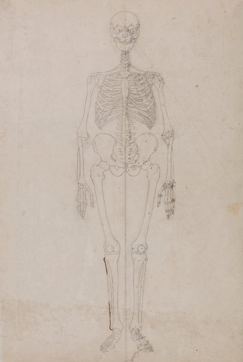 Lidská kostra, pohled zepředu (konečná studie) od George Stubbs