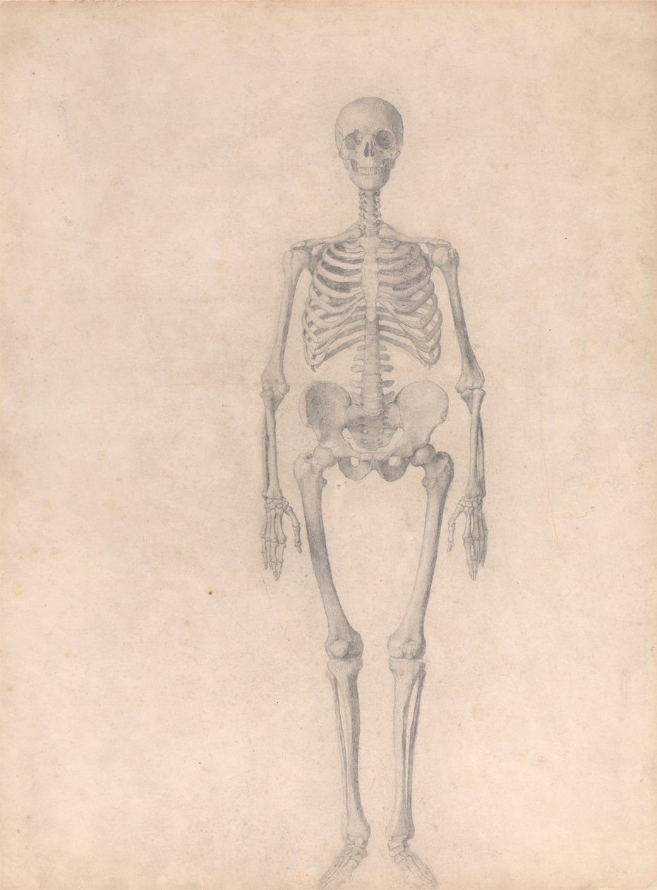 Lidská kostra, pohled zepředu (Dokončená studie pro tabulku I) od George Stubbs
