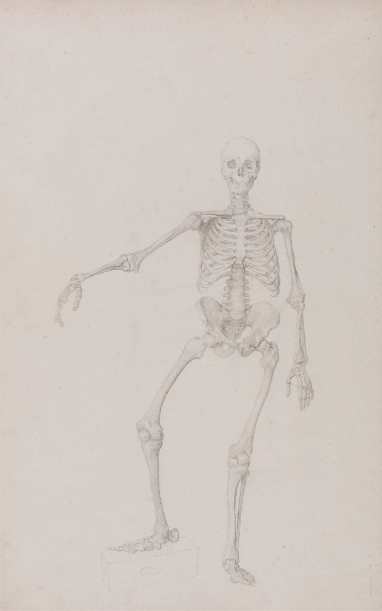 Lidská kostra, pohled zepředu (pravá paže natažená; dokončená studie pro nepublikovanou tabulku) od George Stubbs