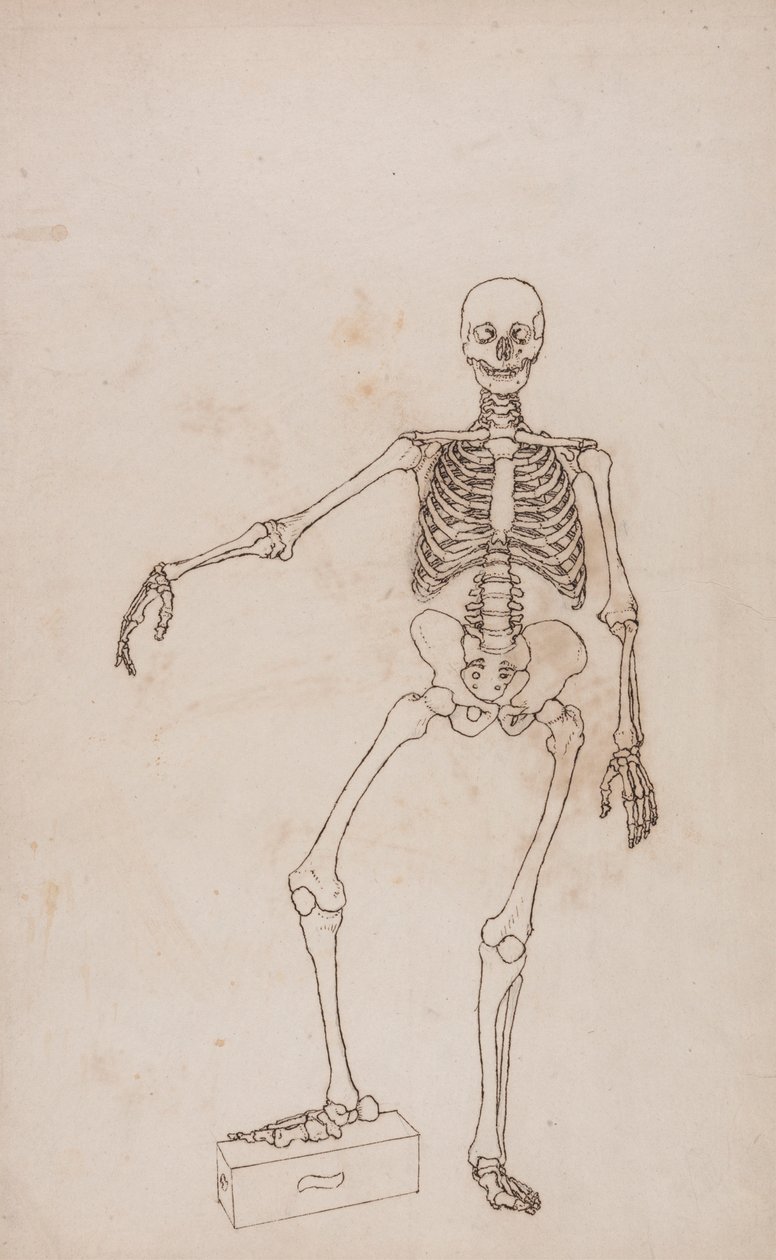 Lidská Kostra, Pohled zepředu od George Stubbs