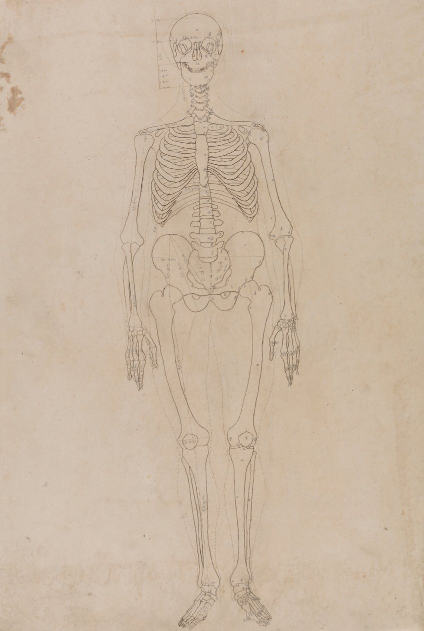 Lidská Kostra, Pohled zepředu od George Stubbs