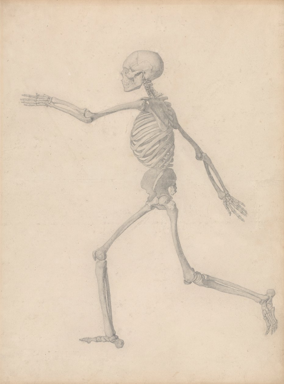 Lidská kostra, boční pohled (blízko konečné studie pro tabulku III, ale liší se v detailech) od George Stubbs