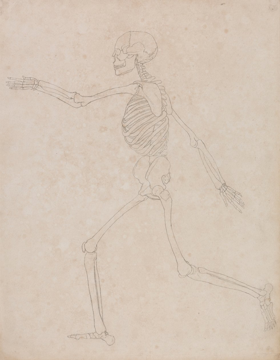 Lidská kostra, boční pohled (možná byla původně připravena pro použití jako klíčová postava k tabulce III, ale později byla opuštěna) od George Stubbs