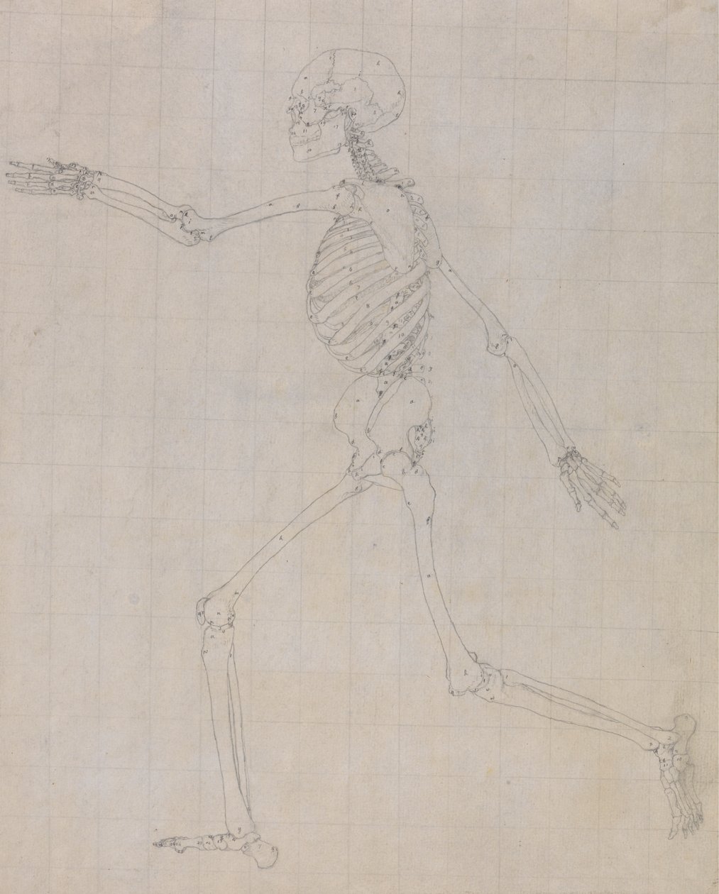Lidská kostra, boční pohled (obrys kostry pro klíčovou postavu k tabulce III) od George Stubbs