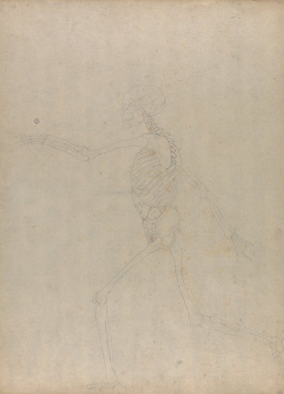 Lidská kostra, boční pohled (Studie pro klíčovou postavu k nepublikované tabulce zobrazující břišní vnitřnosti) od George Stubbs