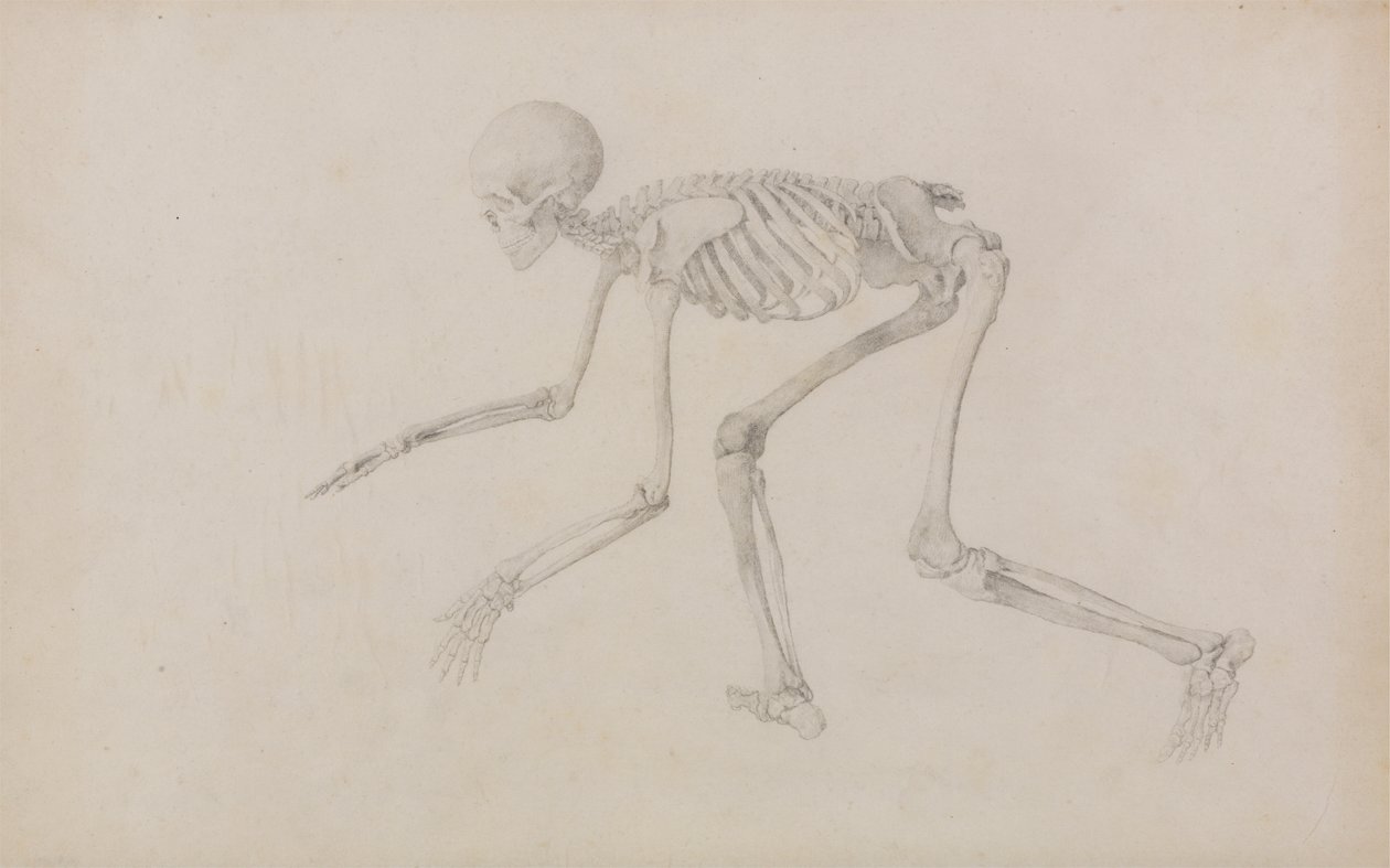 Lidská kostra, boční pohled (v plíživém držení; dokončená studie pro nepublikovaný stůl) od George Stubbs