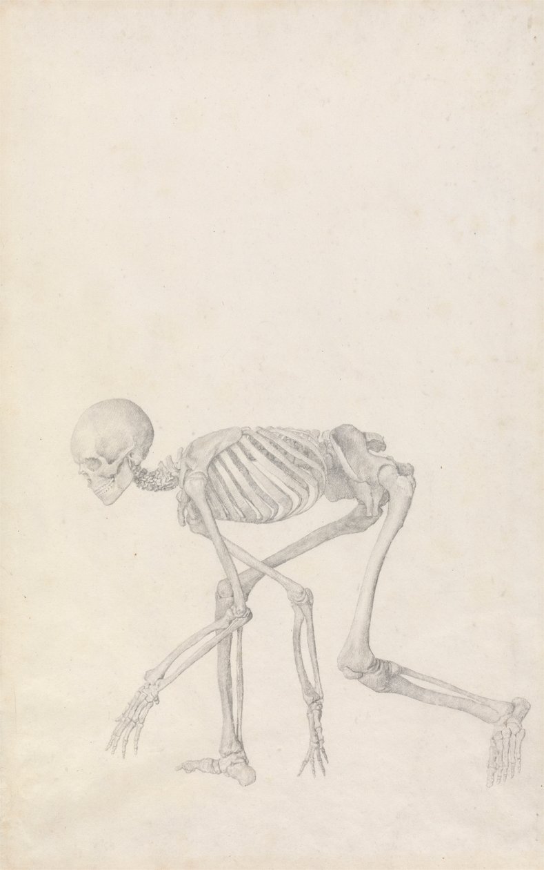 Lidská kostra, boční pohled (ve skrčené pozici; dokončená studie pro nepublikovaný stůl) od George Stubbs