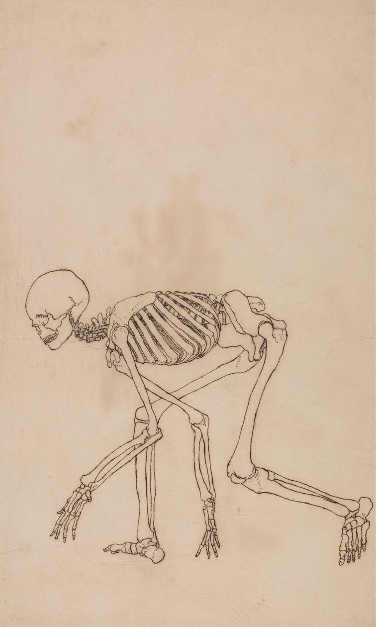 Lidská Kostra, Boční Pohled od George Stubbs