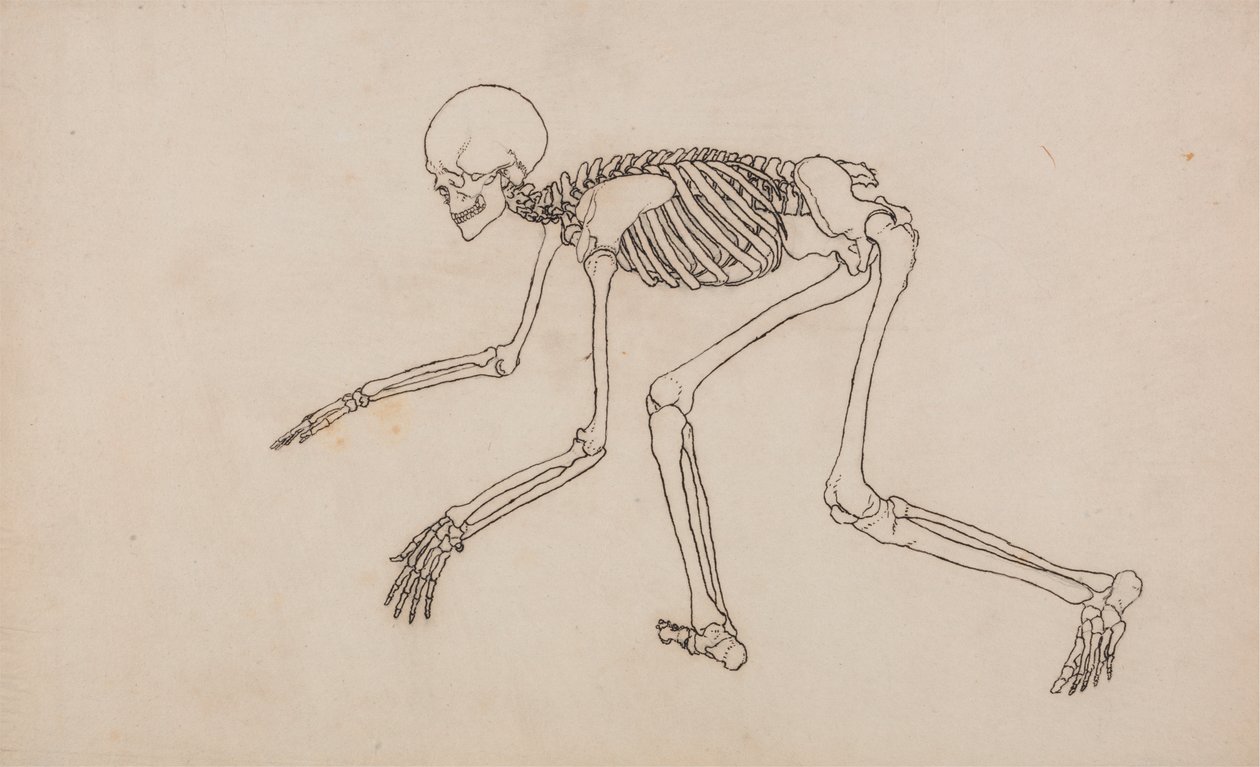 Lidská Kostra, Boční Pohled od George Stubbs