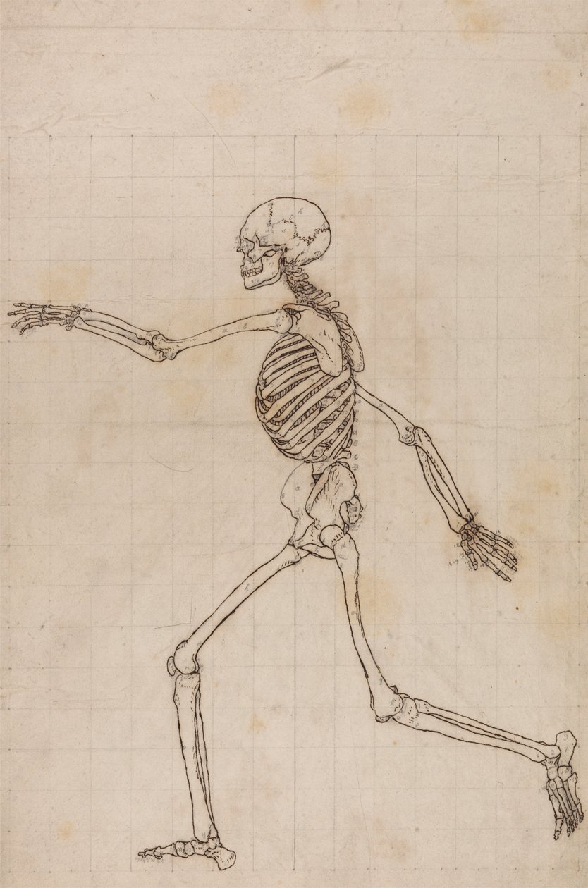Lidská Kostra, Boční Pohled od George Stubbs