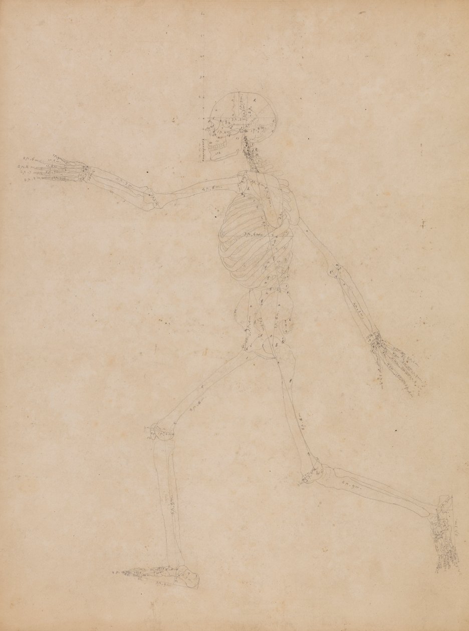 Lidská Kostra, Boční Pohled od George Stubbs