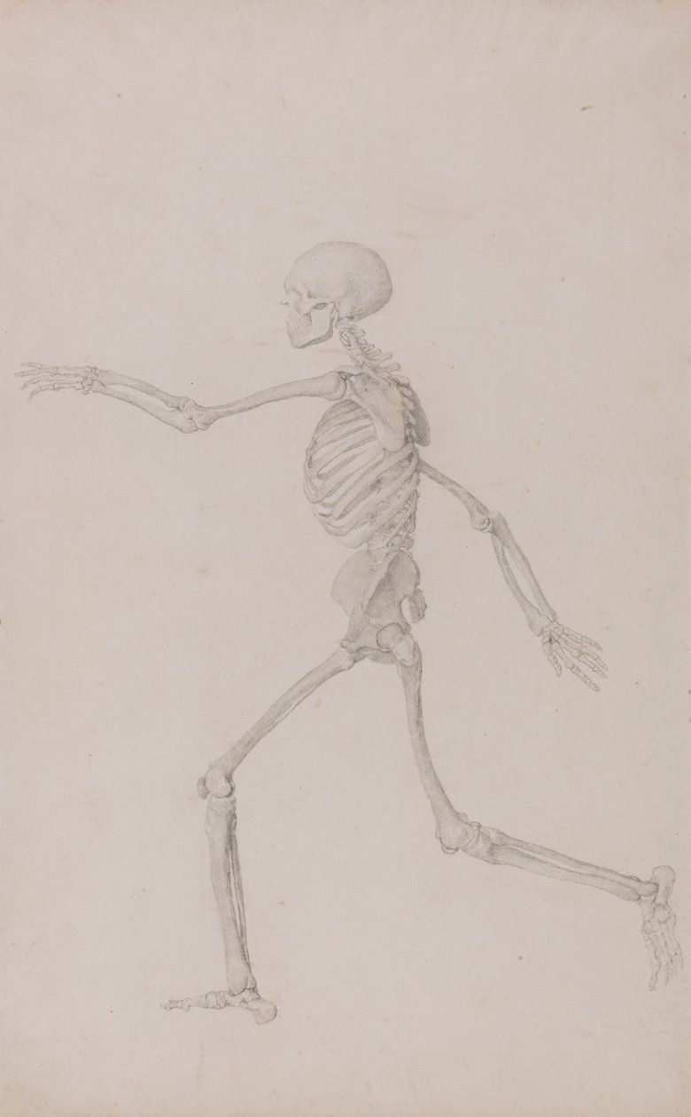 Lidská kostra, boční pohled zleva, běžící (Dokončená studie pro tabulku III) od George Stubbs