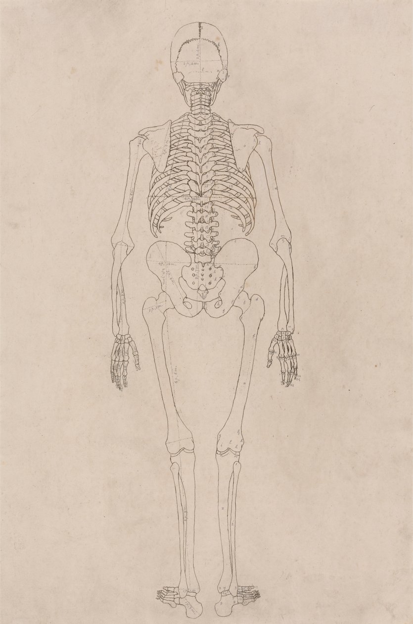 Lidská kostra, pohled zezadu (souvisí s tabulkou II) od George Stubbs