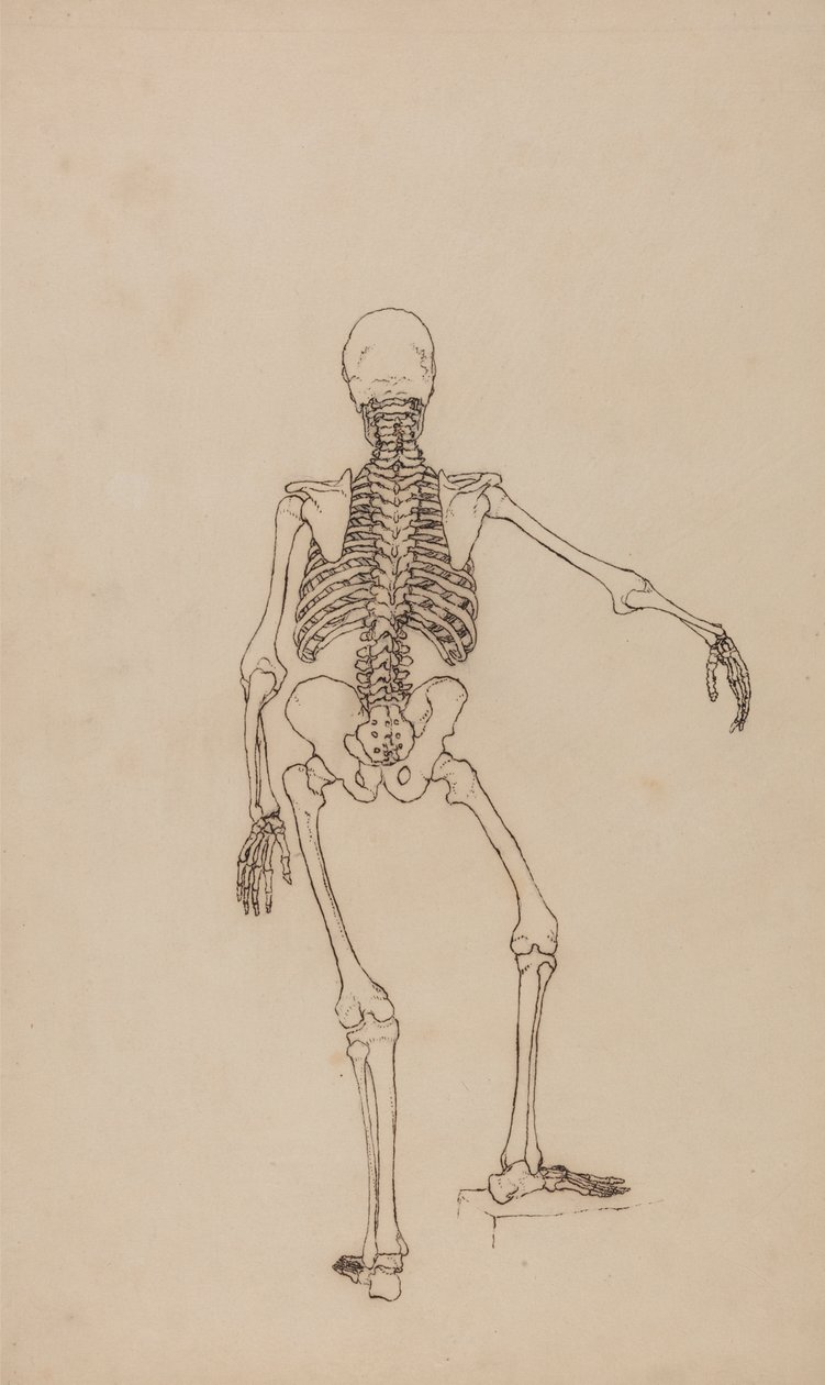 Lidská Kostra, Pohled zezadu od George Stubbs