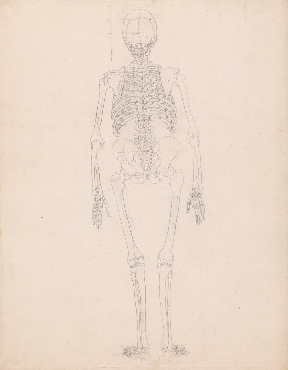 Lidská kostra, zadní pohled od George Stubbs