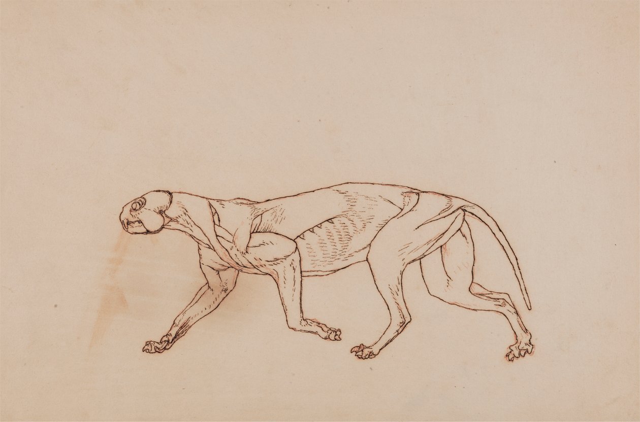Leopardí tělo, boční pohled (pozdější fáze pitvy, povrchová pojivová tkáň a uši odstraněny) od George Stubbs