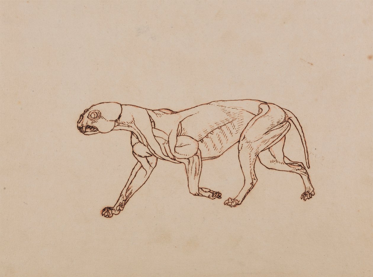 Leopardí Tělo, Boční Pohled od George Stubbs