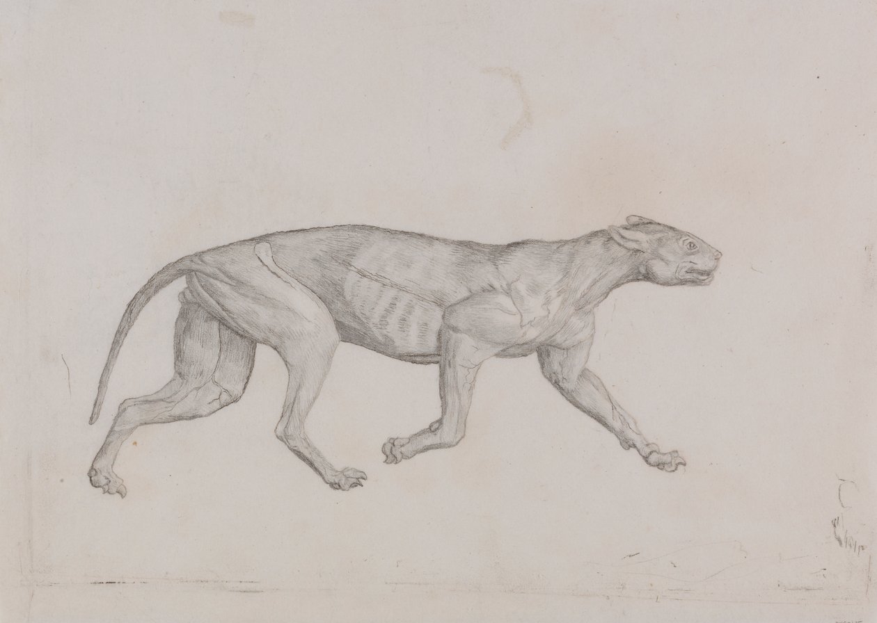 Leopardí Tělo, Boční Pohled od George Stubbs