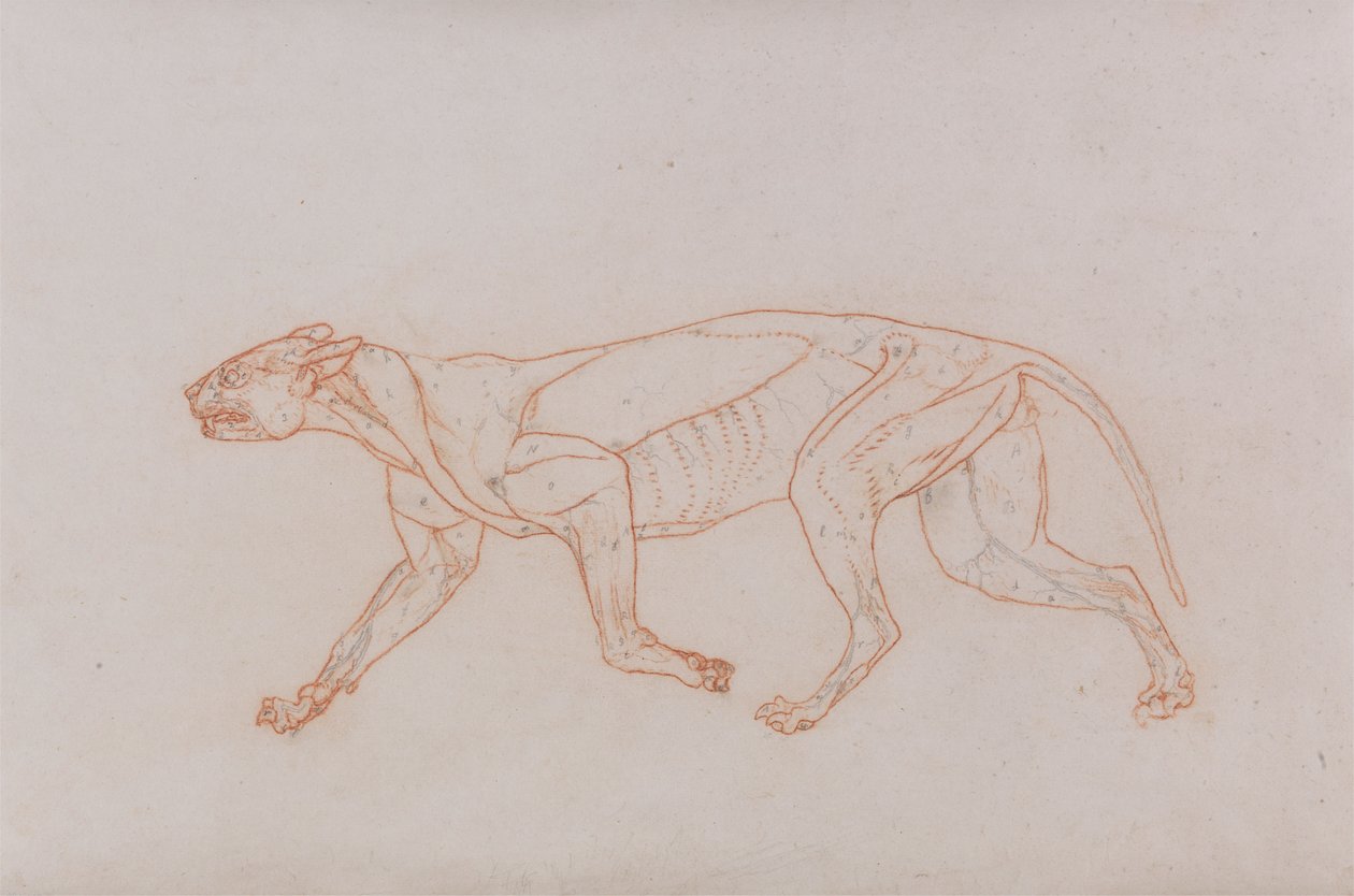Leopardí Tělo, Boční Pohled od George Stubbs