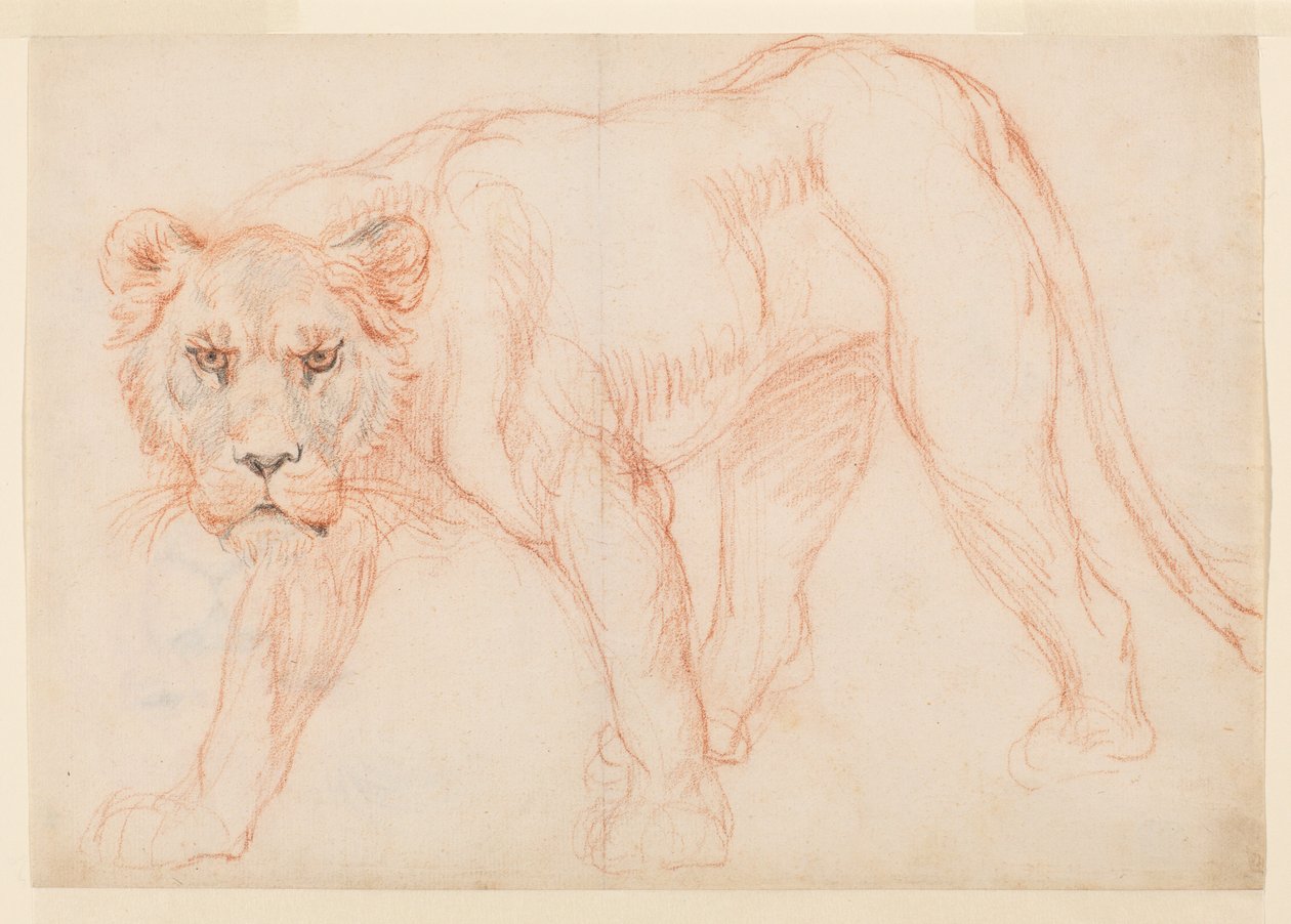 Lvice slídění, recto, 18. nebo 19. století od George Stubbs