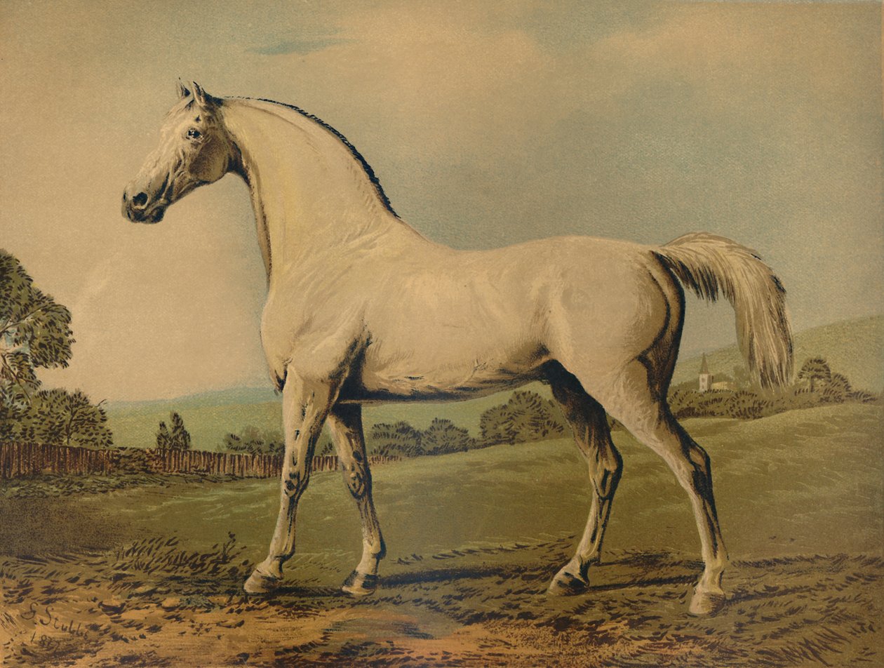 Mambrino. Vyšlechtěn Lordem Grosvenorem, kolem 70. let, kolem 1879. od George Stubbs