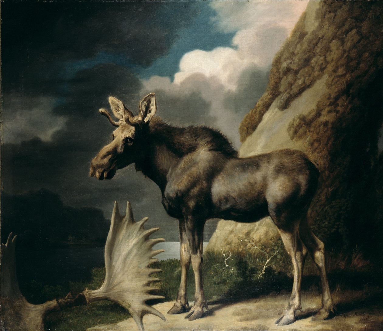 Moose, 1770 od George Stubbs
