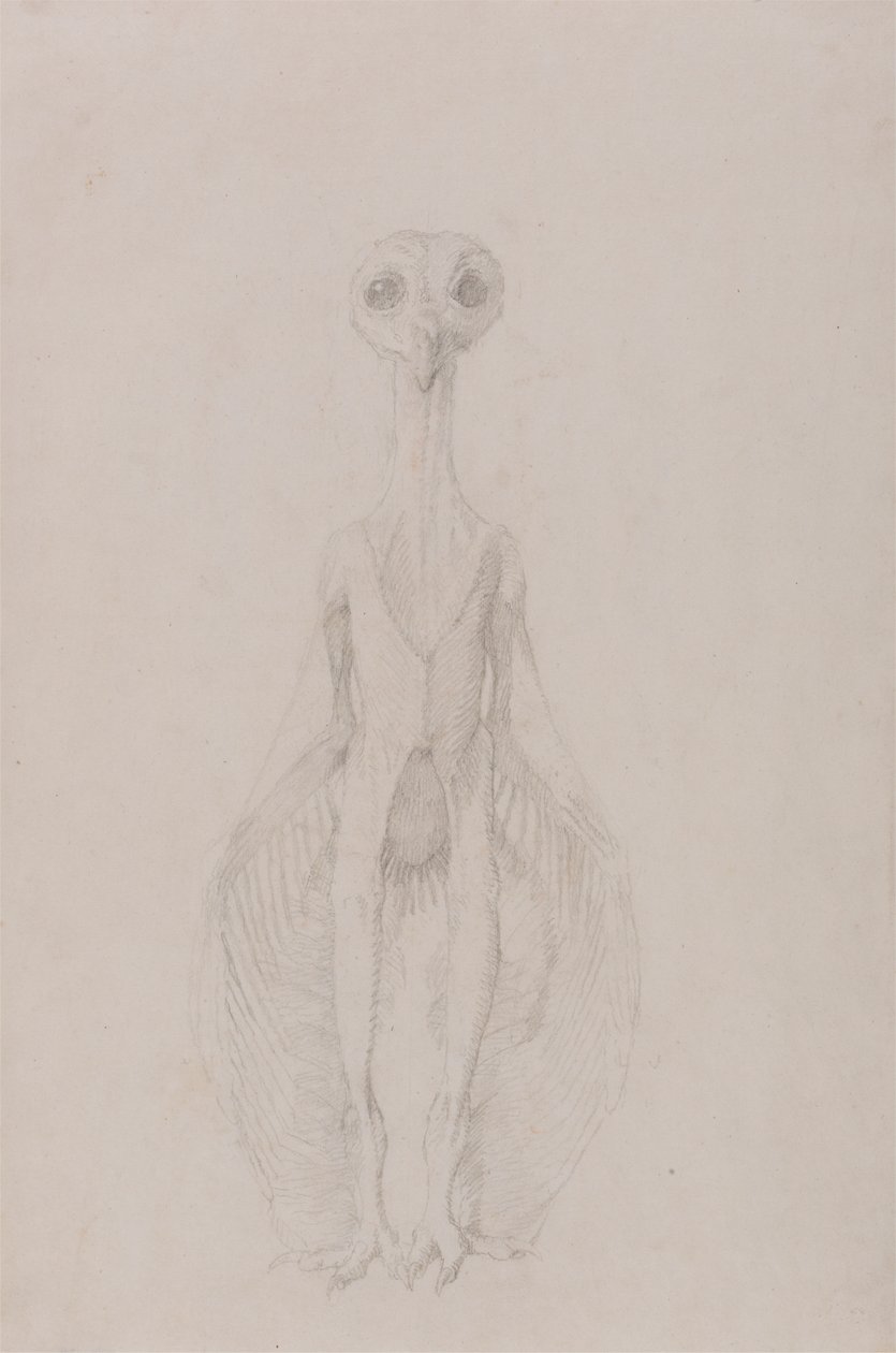 Sova Stojící, Pohled Zepředu od George Stubbs