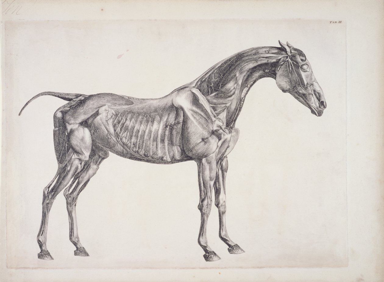 Talíř z The Anatomy of the Horse, c.1766 od George Stubbs