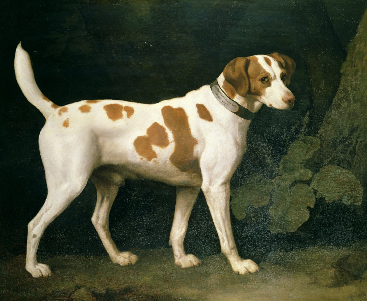 Portrét psa patřícího Williamu Pittovi od George Stubbs