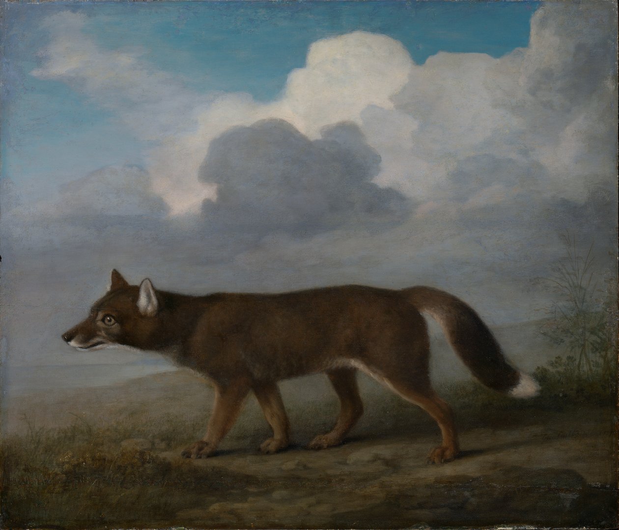 Portrét velkého psa (Dingo) od George Stubbs