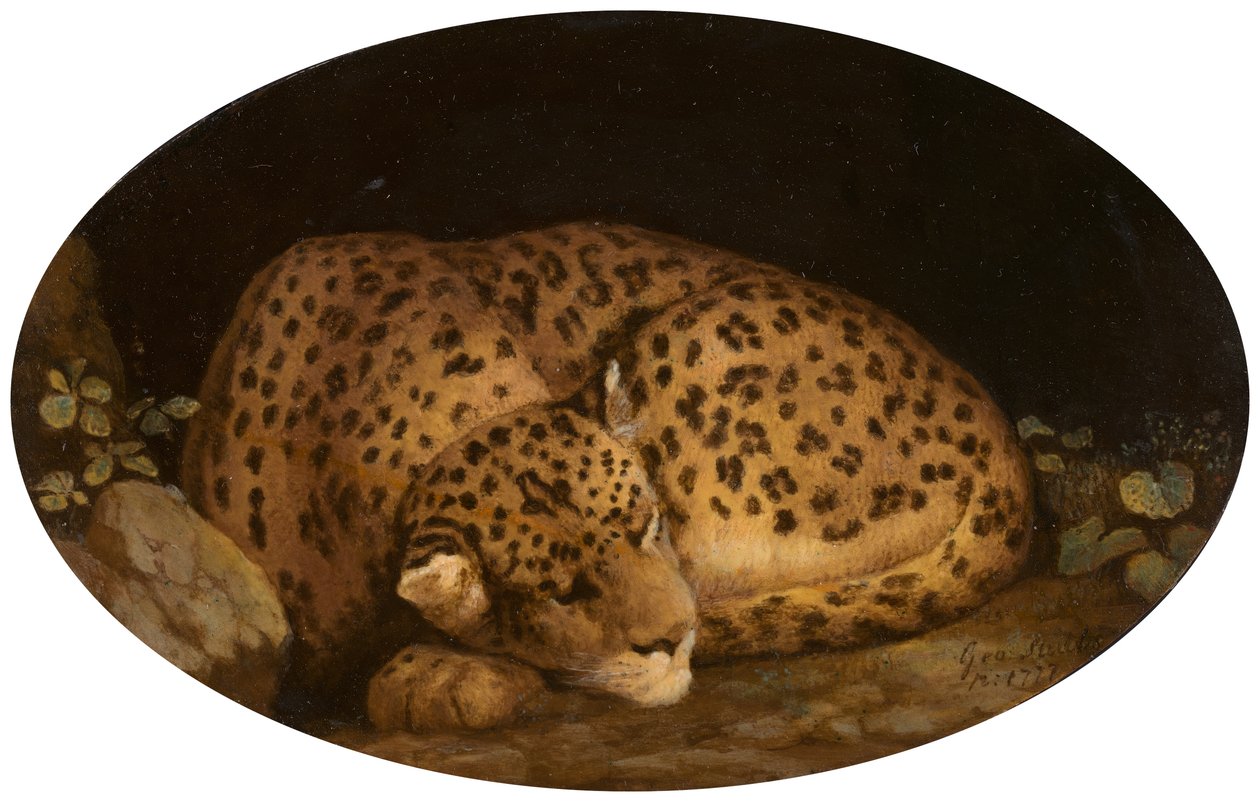 Spící leopard, 1777. od George Stubbs