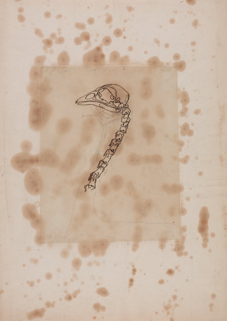 Studie hlavy a krku drůbeže, boční pohled, ze srovnávací anatomické expozice stavby lidského těla se strukturou tygra a drůbeže, 1795-1806 (pero a inkoust a grafit na pa od George Stubbs