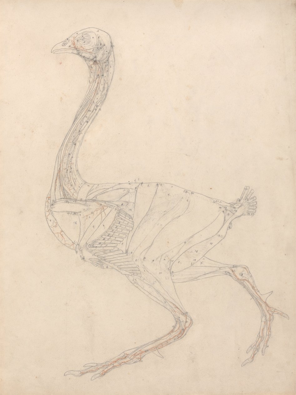 Studie drůbeže, boční pohled, diagram pro klíč k tabulce XV, ze srovnávací anatomické expozice stavby lidského těla s tygrem a drůbeží, 1795-1806 (grafit a re od George Stubbs